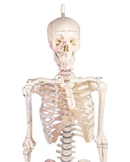 Modello in scala ridotta di scheletro, colonna vertebrale flessibile