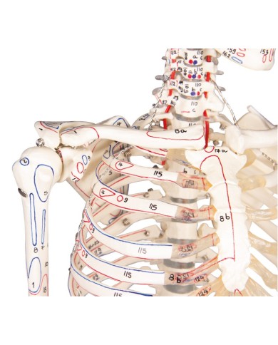 Modello anatomico in scala di scheletro umano, inserzioni muscolari Modello anatomico in scala di scheletro umano, inserzioni muscolari