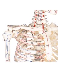 Modello anatomico in scala di scheletro umano, inserzioni muscolari
