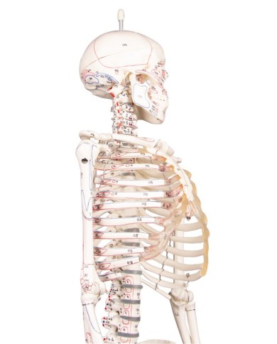 Modello anatomico in scala di scheletro umano, inserzioni muscolari Modello anatomico in scala di scheletro umano, inserzioni muscolari