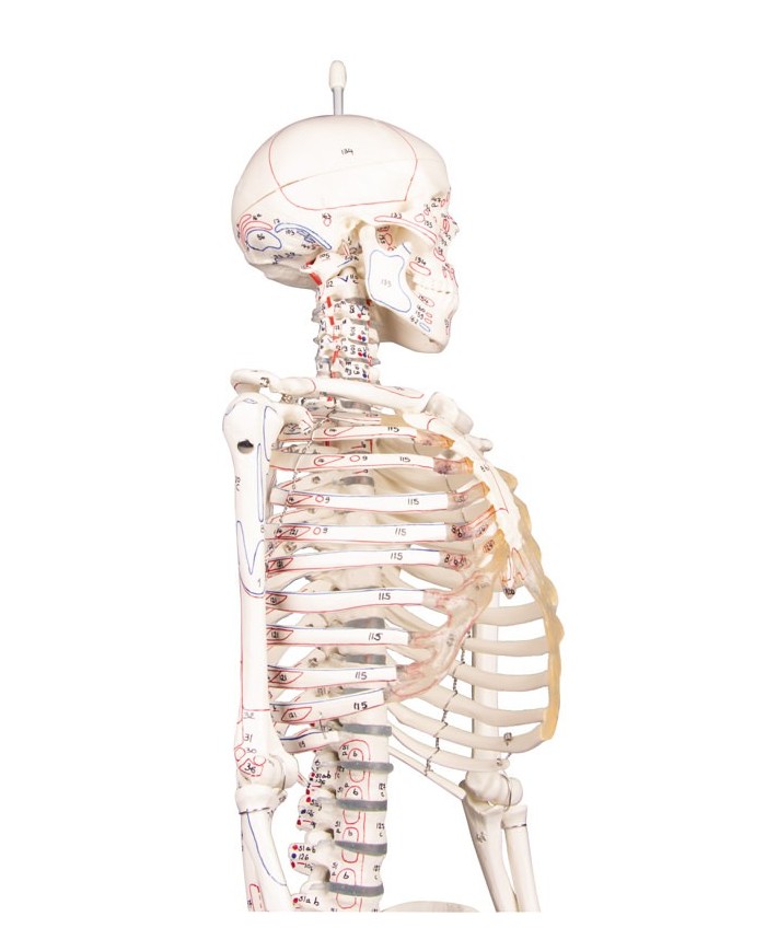 Modello anatomico in scala di scheletro umano, inserzioni muscolari