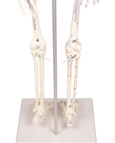 Modello anatomico in scala di scheletro umano, inserzioni muscolari Modello anatomico in scala di scheletro umano, inserzioni muscolari