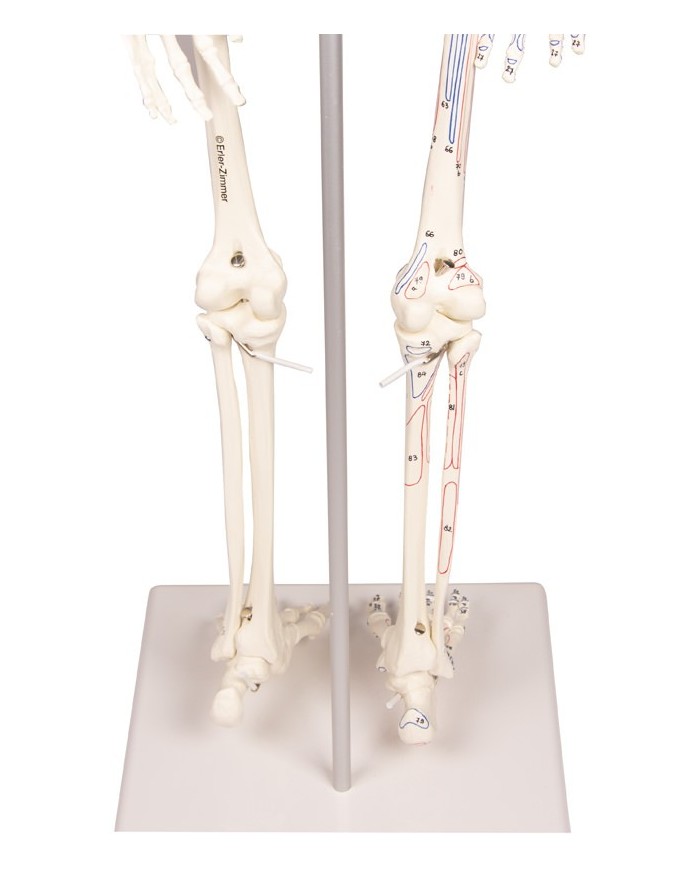 Modello anatomico in scala di scheletro umano, inserzioni muscolari