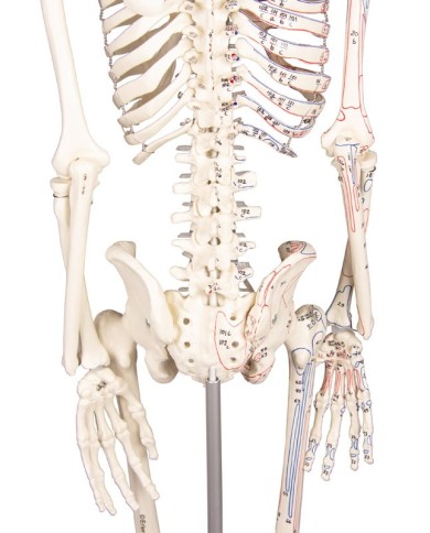 Modello anatomico in scala di scheletro umano, inserzioni muscolari Modello anatomico in scala di scheletro umano, inserzioni muscolari