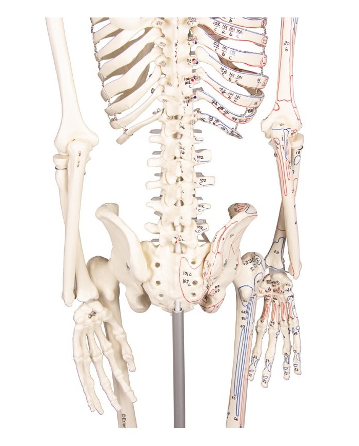 Modello anatomico in scala di scheletro umano, inserzioni muscolari
