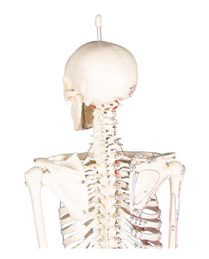 Modello anatomico in scala di scheletro umano, inserzioni muscolari