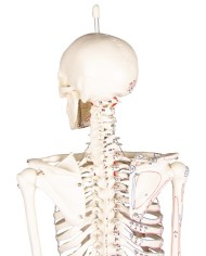 Modello anatomico in scala di scheletro umano, inserzioni muscolari