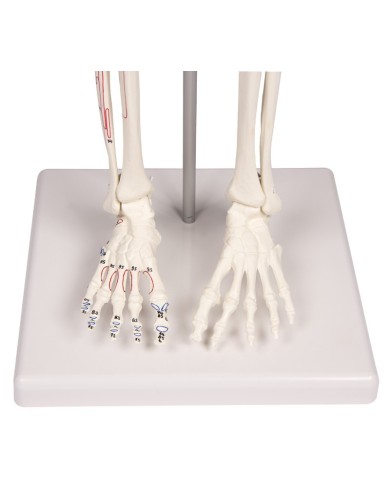 Modello anatomico in scala di scheletro umano, inserzioni muscolari Modello anatomico in scala di scheletro umano, inserzioni muscolari