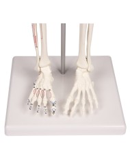 Modello anatomico in scala di scheletro umano, inserzioni muscolari