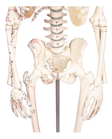 Modello anatomico in scala di scheletro umano, inserzioni muscolari Modello anatomico in scala di scheletro umano, inserzioni muscolari