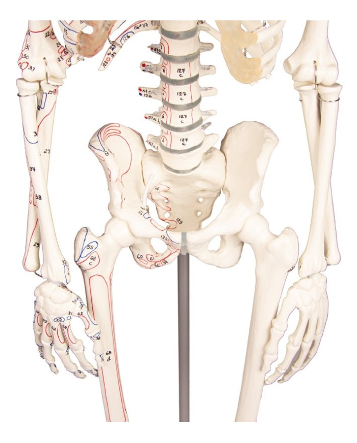 Modello anatomico in scala di scheletro umano, inserzioni muscolari