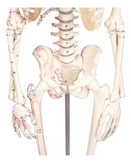 Modello anatomico in scala di scheletro umano, inserzioni muscolari