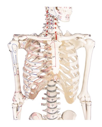 Modello anatomico in scala di scheletro umano, inserzioni muscolari Modello anatomico in scala di scheletro umano, inserzioni muscolari