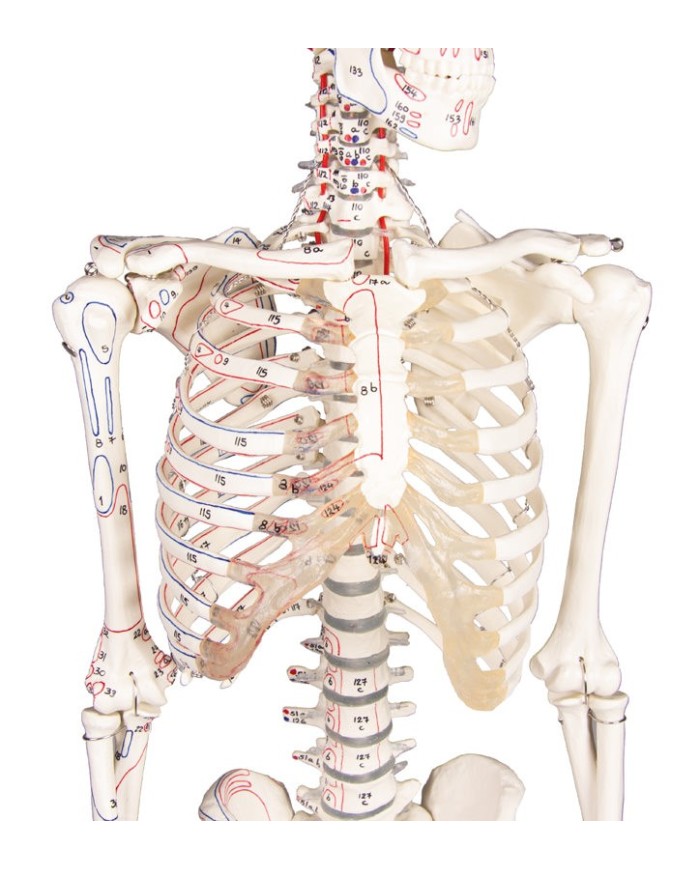 Modello anatomico in scala di scheletro umano, inserzioni muscolari