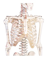 Modello anatomico in scala di scheletro umano, inserzioni muscolari