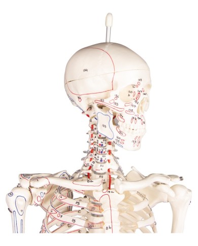 Modello anatomico in scala di scheletro umano, inserzioni muscolari Modello anatomico in scala di scheletro umano, inserzioni muscolari