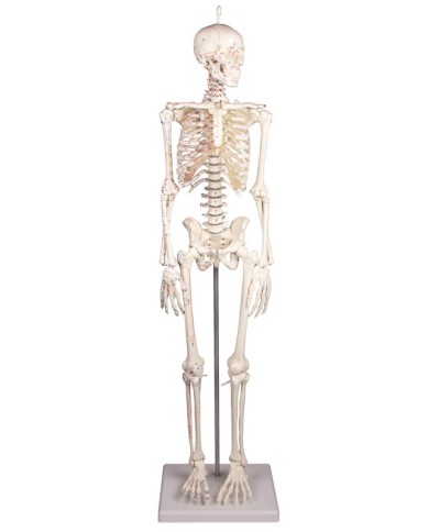 Modello anatomico in scala di scheletro umano, inserzioni muscolari Modello anatomico in scala di scheletro umano, inserzioni muscolari