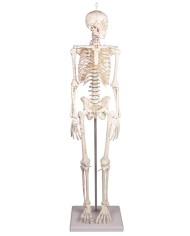 Modello anatomico in scala di scheletro umano, inserzioni muscolari