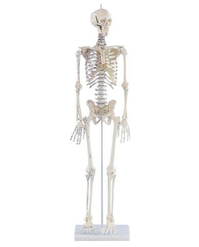 Erler ZImmer, modello anatomico in scala ridotta di scheletro umano, con inserzioni muscolari Erler ZImmer, modello anatomico in scala ridotta di scheletro umano, con inserzioni muscolari