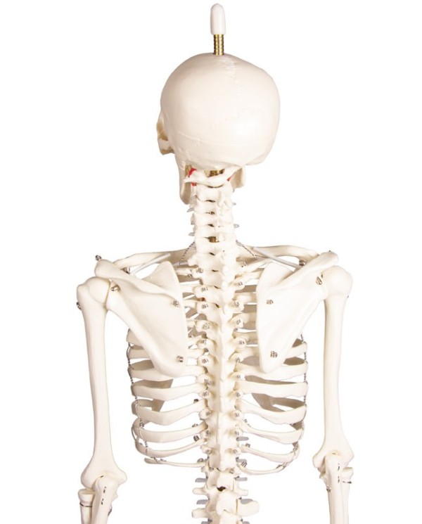 Modello Di Muscolo Unilaterale Della Colonna Vertebrale Lombare Modello Di Scheletro Dellosso Sacro A Grandezza Naturale Del Bacino Modello Di Ernia Del Disco Lombare Per La Visualizzazione