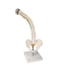 3B Scientific, Colonna vertebrale flessibile con dischi intervertebrali morbidi VB84