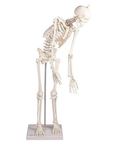 Erler ZImmer, modello anatomico in scala ridotta di scheletro umano, con colonna vertebrale flessibile Paul 3040 Erler ZImmer, modello anatomico in scala ridotta di scheletro umano, con colonna vertebrale flessibile Paul 3040