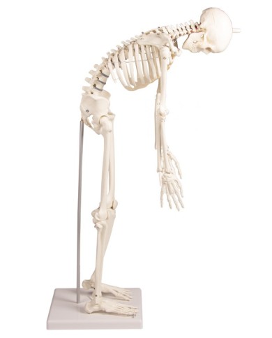 Modello in scala di scheletro umano, con colonna vertebrale flessibile Modello in scala di scheletro umano, con colonna vertebrale flessibile