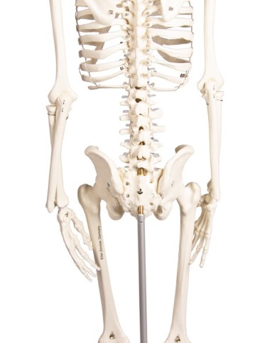 Modello in scala di scheletro umano, con colonna vertebrale flessibile Modello in scala di scheletro umano, con colonna vertebrale flessibile