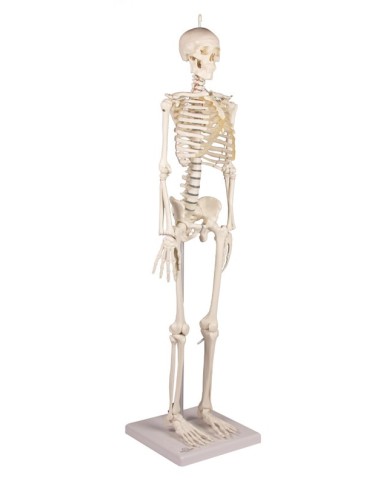 Erler Zimmer, Modello anatomico di miniatura di scheletro, Patrick Erler Zimmer, Modello anatomico di miniatura di scheletro, Patrick