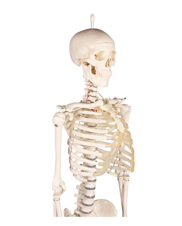 Erler Zimmer, Modello anatomico di miniatura di scheletro, Patrick