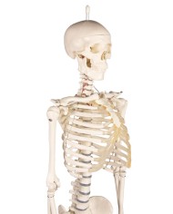 Erler Zimmer, Modello anatomico di miniatura di scheletro, Patrick