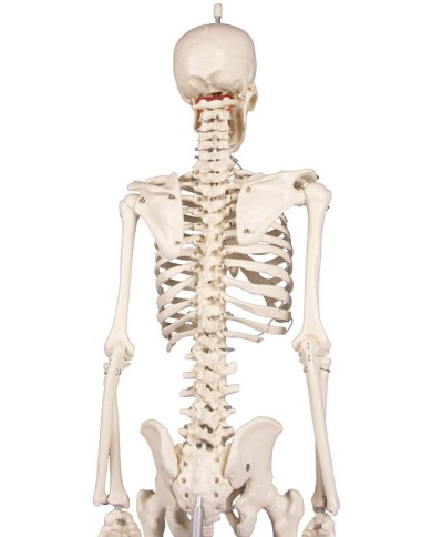 Erler Zimmer, Modello anatomico di miniatura di scheletro, Patrick Erler Zimmer, Modello anatomico di miniatura di scheletro, Patrick