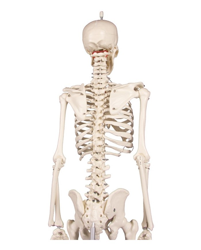 Erler Zimmer, Modello anatomico di miniatura di scheletro, Patrick