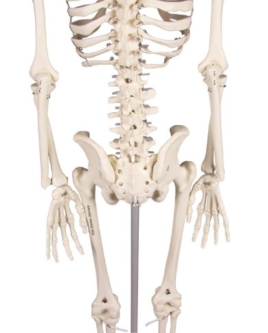 Erler Zimmer, Modello anatomico di miniatura di scheletro, Patrick Erler Zimmer, Modello anatomico di miniatura di scheletro, Patrick
