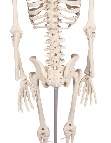 Erler Zimmer modello anatomico di scheletro del braccio con cingolo scapol