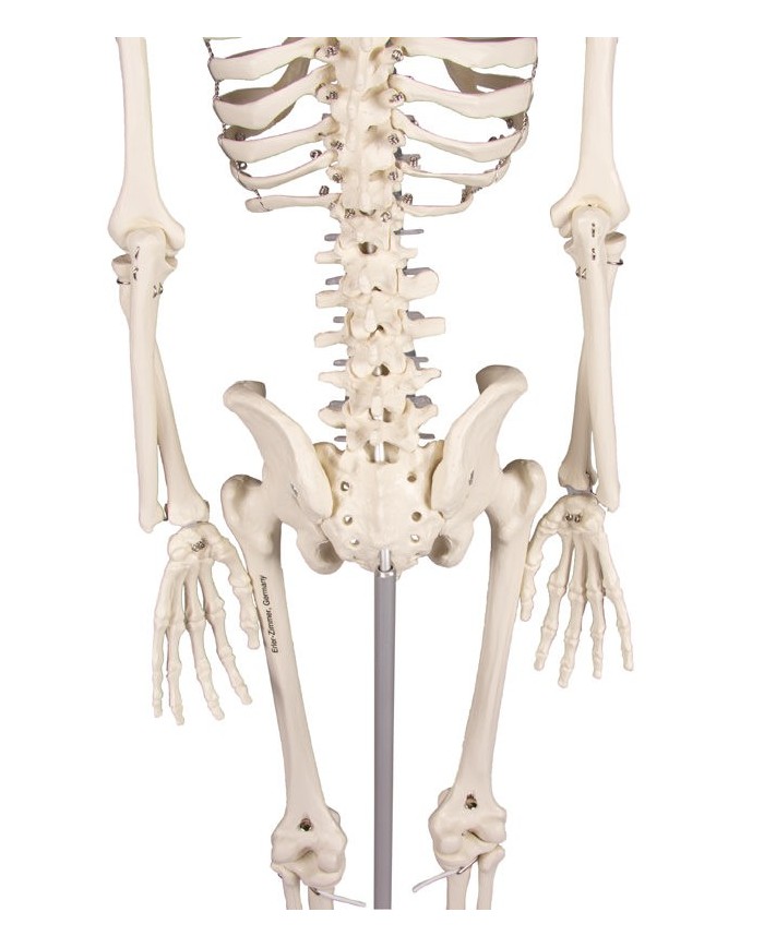 Erler Zimmer, Modello anatomico di miniatura di scheletro, Patrick