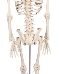 Erler Zimmer, Modello anatomico di miniatura di scheletro, Patrick