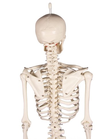 Erler Zimmer, Modello anatomico di miniatura di scheletro, Patrick Erler Zimmer, Modello anatomico di miniatura di scheletro, Patrick