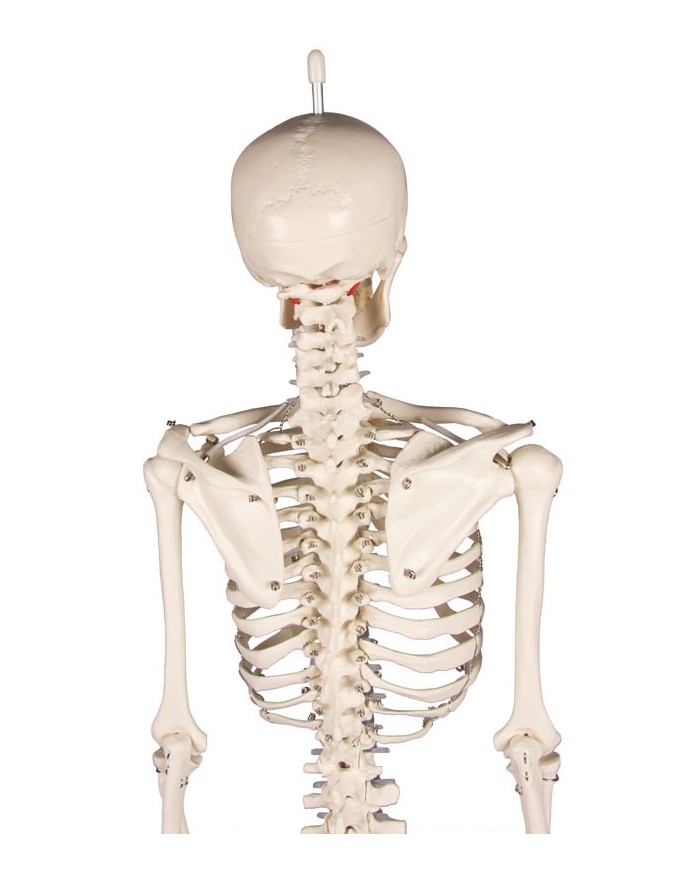 Erler Zimmer, Modello anatomico di miniatura di scheletro, Patrick