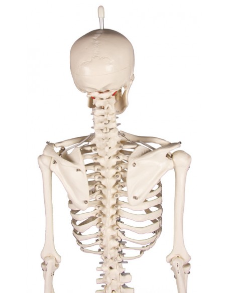 Erler Zimmer, Modello anatomico di miniatura di scheletro, Patrick 3030