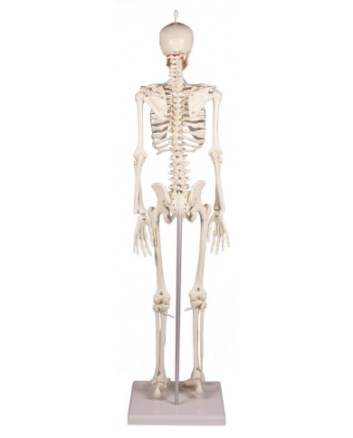 Erler Zimmer, Modello anatomico di miniatura di scheletro, Patrick Erler Zimmer, Modello anatomico di miniatura di scheletro, Patrick