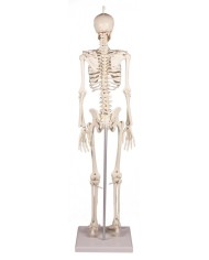 Erler Zimmer, Modello anatomico di miniatura di scheletro, Patrick