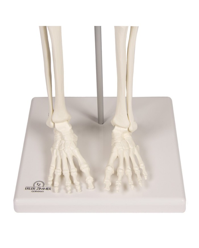 Erler Zimmer, Modello anatomico di miniatura di scheletro, Patrick