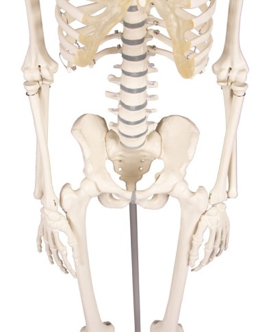 Erler Zimmer, Modello anatomico di miniatura di scheletro, Patrick Erler Zimmer, Modello anatomico di miniatura di scheletro, Patrick