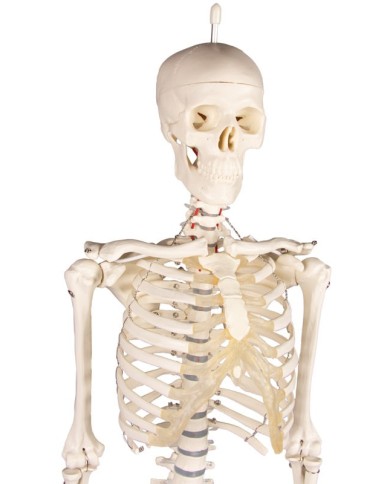 Erler Zimmer, Modello anatomico di miniatura di scheletro, Patrick Erler Zimmer, Modello anatomico di miniatura di scheletro, Patrick