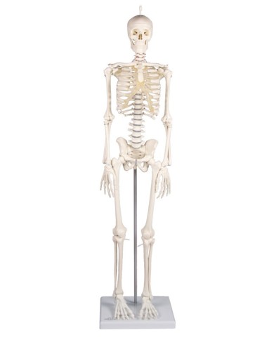 Erler Zimmer, Modello anatomico di miniatura di scheletro, Patrick 3030 Erler Zimmer, Modello anatomico di miniatura di scheletro, Patrick 3030