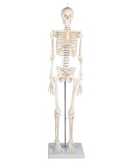 Erler Zimmer, Modello anatomico di miniatura di scheletro, Patrick 3030