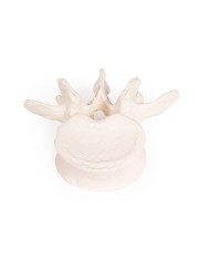 Erler Zimmer, modello didattico di scheletro destro disassemblato