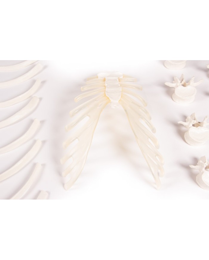 Erler Zimmer, modello didattico di scheletro destro disassemblato