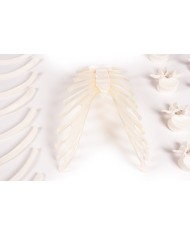 Erler Zimmer, modello didattico di scheletro destro disassemblato